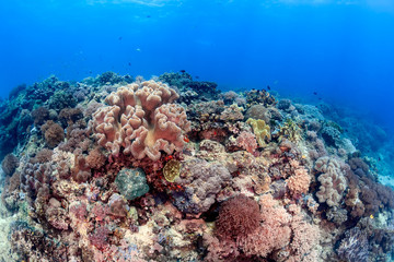 Naklejka na ściany i meble A tropical coral reef