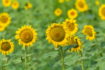 Obraz premium Sunflowers on the field