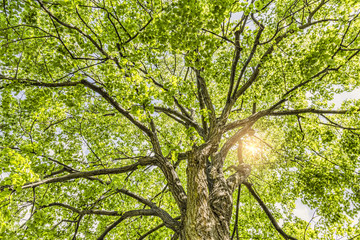 Obraz premium looking up into the tree crown