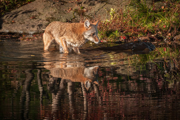 Coyote (Canis latrans) Wades in Water