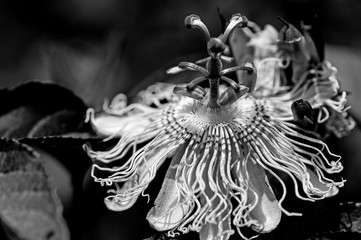 passion flower