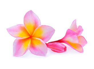 frangipani flower isolated on white background