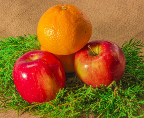 composition of the fruit on the branches of a juniper