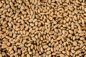 Grains of wheat on wood texture background.