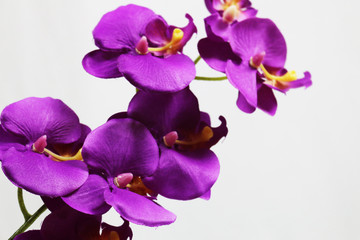 Fototapeta na wymiar purple flower 8