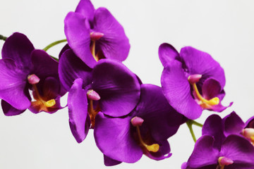 Fototapeta na wymiar purple flower 7