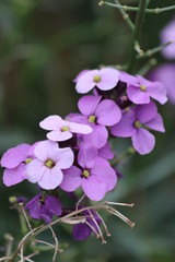 Fototapeta na wymiar purple flowers 