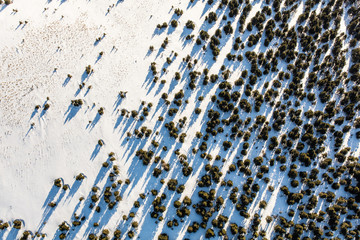 aerial  view of the  winter forest