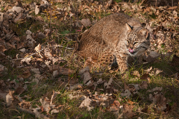 Bobcat (Lynx rufus) Licking Nose in Leaf Clutter