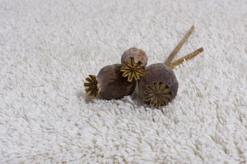 Poppy heads on the table