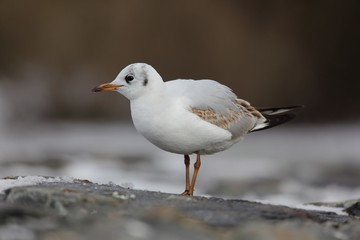 Seagull looking for food on the shore of the pond.