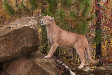 Adult Male Cougar (Puma concolor) Prepares to Climb Up