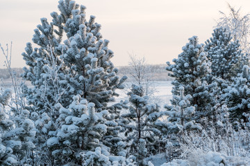 frosty pine trees and birch trees at winter forest