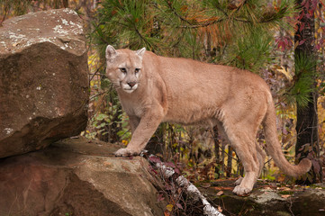 Fototapeta na wymiar Adult Male Cougar (Puma concolor) Looks Back Atop Rock