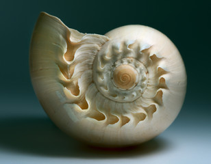 Shell Still Life