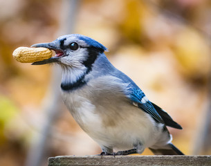 Blue Jay and Peanut