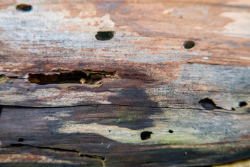 Obraz premium Modriges Holz