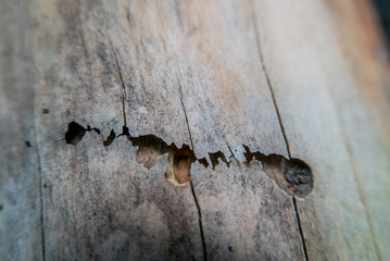 Modriges Holz