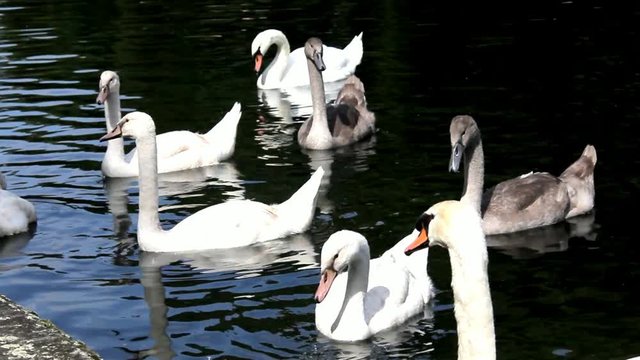 Swans in Pond