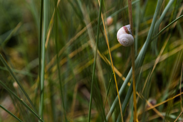 Schnecke hängt am Grashalm