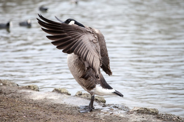 Kanadagans, Branta canadensis
