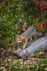 Obraz premium Grey Fox (Urocyon cinereoargenteus) Walks Down Log