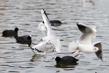 Möwe, Möwen, Vögel, fliegend