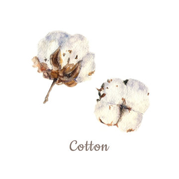 Botanical watercolor illustration of two cotton balls on white background