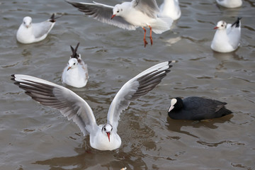 Möwe, Möwen, Vögel, fliegend
