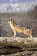 attentive wolf 