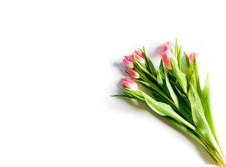 Isolated tulips with free space
