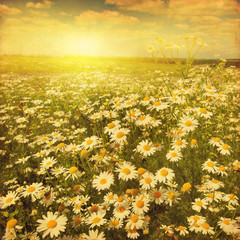 Fototapety  Grunge image of daisy field at sunset.