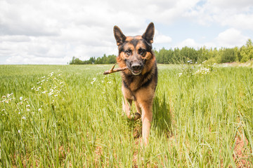 Dog german shepherd and grass around in a summer