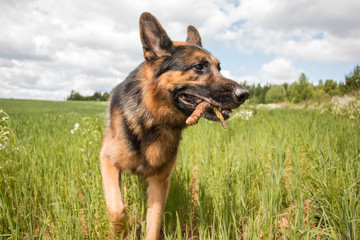 Dog german shepherd and grass around in a summer