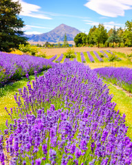 Detail of lavender field with mountains background, New Zealand