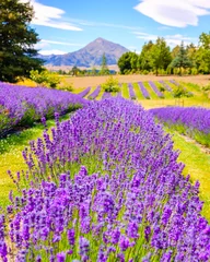 Fototapete Lavendel Detail des Lavendelfeldes mit Gebirgshintergrund, Neuseeland