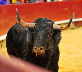toro