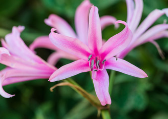 Pink Nerine