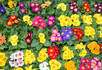 background of many colorful primroses in early spring