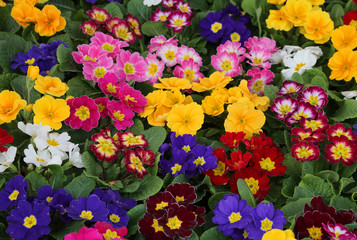 background of many colorful primroses