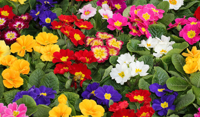 many primroses by many staining