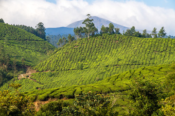 Indien - Teeplantage in Munnar