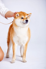 Shiba Inu dog on a white background