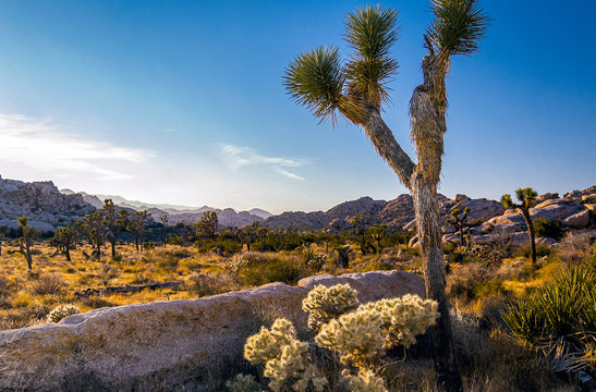 Beautiful desert Landscape at Joshua Tree National Park in California