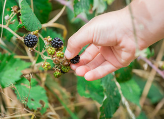 A hand of Children picking wild blackberries