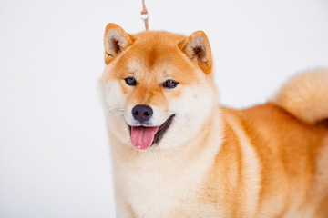 Shiba Inu dog on a white background