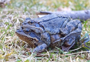  The Common Frog, Rana temporaria also known as the European Common Frog