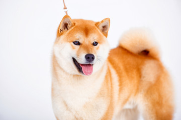 Shiba Inu dog on a white background