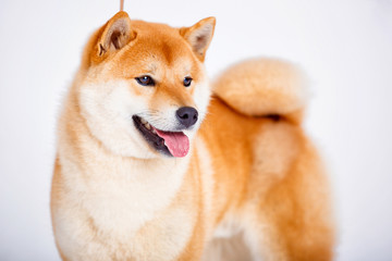 Shiba Inu dog on a white background