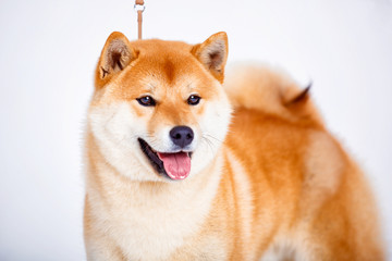 Shiba Inu dog on a white background